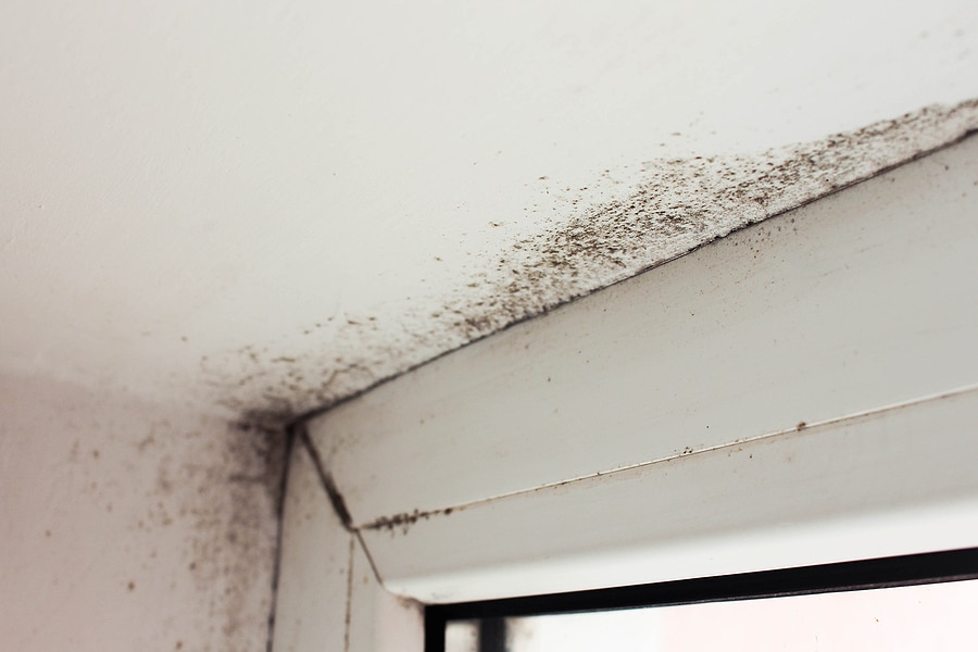 How Mold Impacts Your Upscale Residence